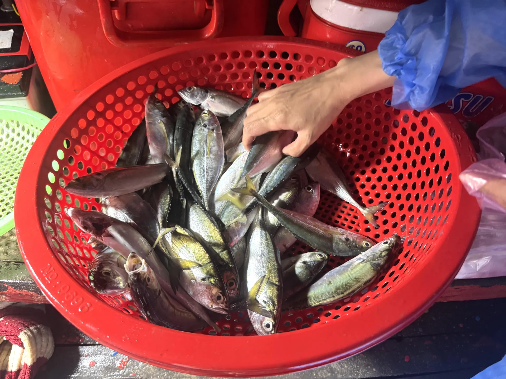 Cá bạc má được rao bán với giá dao động từ 40.000 – 60.000 đồng/kg, còn cá rọc khoảng 150.000 đồng/kg, tùy thời điểm và chất lượng cá
