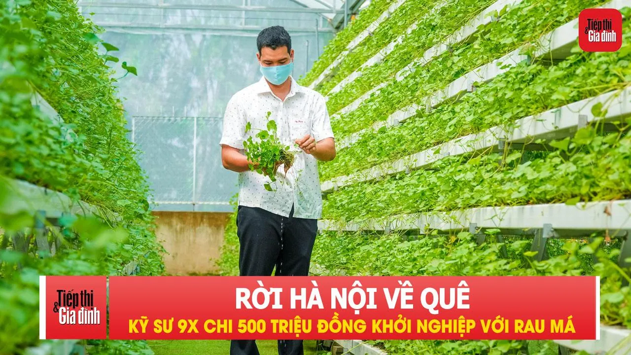 Rời Hà Nội về quê, kỹ sư 9X chi 500 triệu đồng khởi nghiệp với rau má