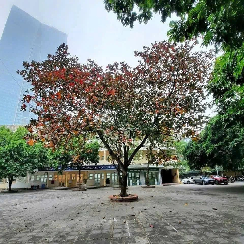 Phạm Hồng Thái