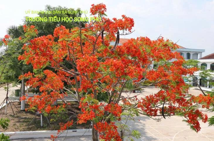 Trường Tiểu học Song Phú