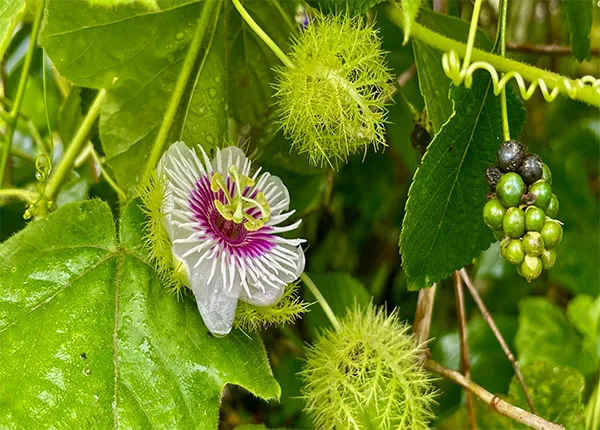 Vị thuốc Đông y Lạc tiên hỗ trợ an thần, cải thiện mất ngủ và một số vấn đề sức khỏe