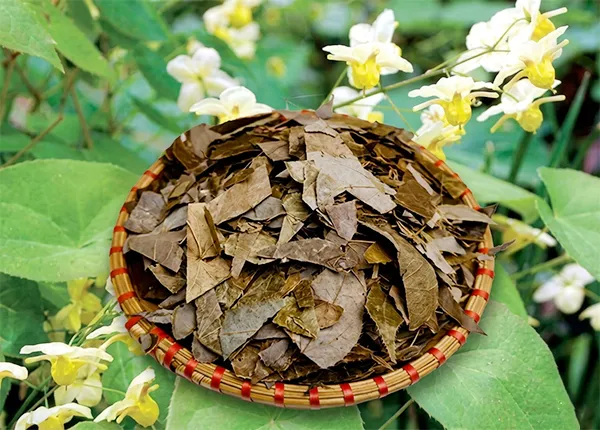 Đông Y Dâm dương hoắc dược liệu giúp bổ thận và hỗ trợ sức khỏe nam giới