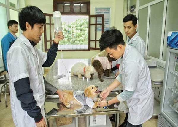 Ngành học Bác sĩ thú y là gì? Học ngành này ra trường làm gì?