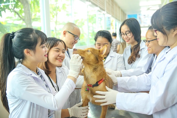 Học ngành Bác sỹ thú y có khó không?