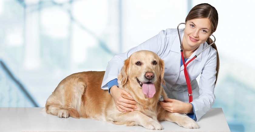 Những tố chất cần có của sinh viên ngành Bác sỹ thú y