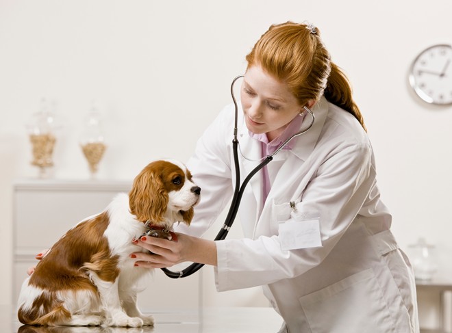 Những lí do nên học ngành Bác sỹ thú y tại trường ĐH Lương Thế Vinh