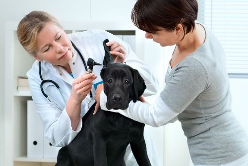Những lý do khiến Bác sĩ thú y cũng cần xây dựng thương hiệu cá nhân