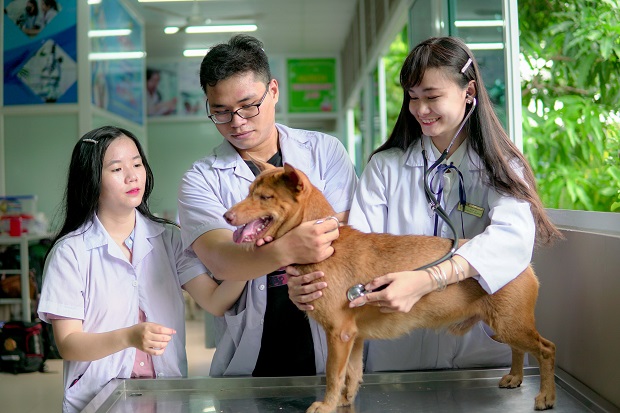 Ngành Bác sỹ thú y – xu hướng nghề nghiệp mới