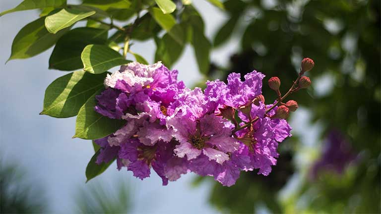 Thầy thuốc đông y chia sẻ những bài thuốc điều trị bệnh từ cây bằng lăng
