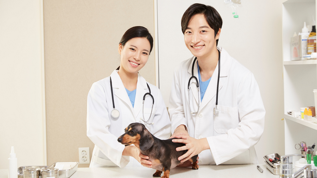 Hướng dẫn cách viết CV Bác sĩ thú y ghi điểm với nhà tuyển dụng