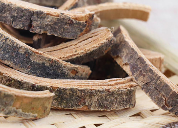 Tần bì - Cây thuốc đông y có ích đối với sức khỏe