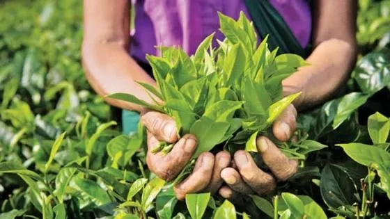 Chỉ dẫn địa lý: Tấm hộ chiếu giúp nông sản vươn lên phân khúc giá trị cao