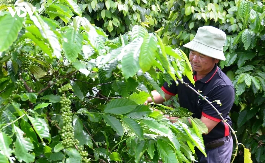 Giá nông sản hôm nay (5/8): Giá cà phê chững lại, hồ tiêu tiếp tục đi ngang