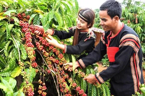 Giá nông sản hôm nay (10-8): Giá cà phê neo cao, hồ tiêu giảm 2.000 đồng/kg