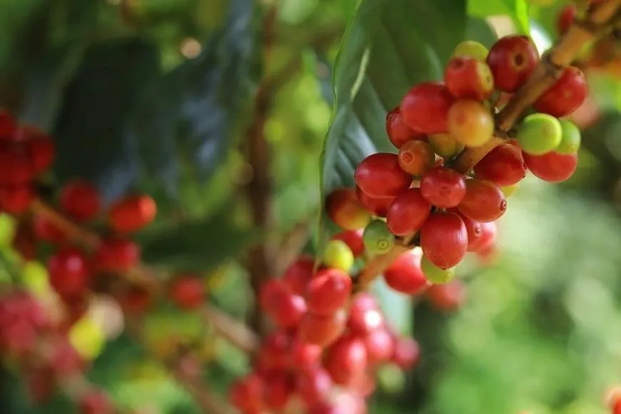 Giá nông sản hôm nay (11-8): Giá cà phê tăng nhẹ, hồ tiêu đi ngang