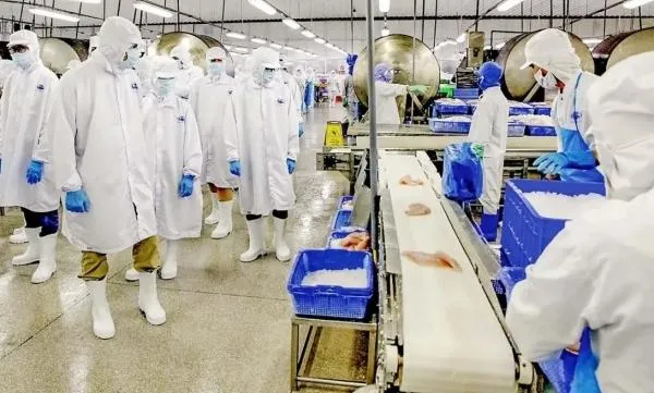 Doanh thu Vĩnh Hoàn tháng 7/2026: Xuất khẩu sang Trung Quốc tăng mạnh 80%