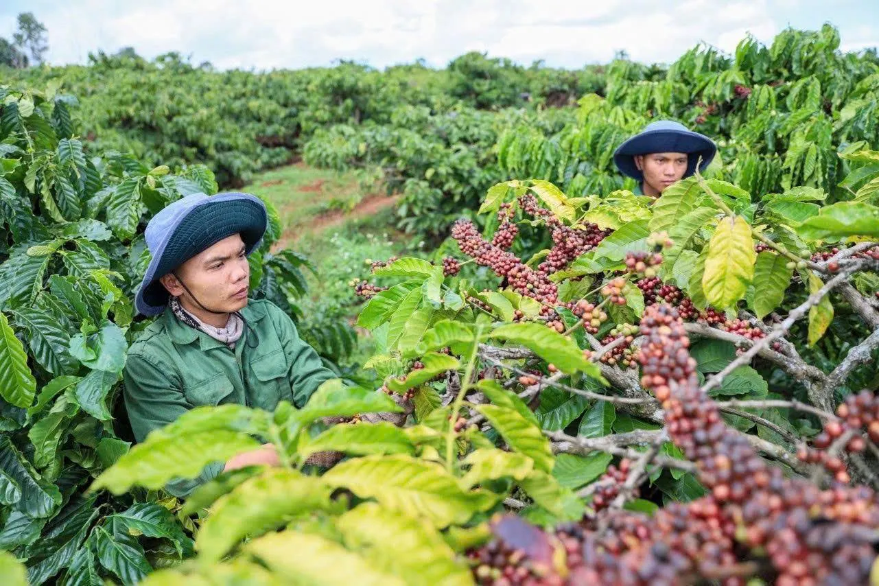 Giá nông sản hôm nay 25/8: Cà phê tăng, hồ tiêu đi ngang, lúa gạo ít biến động