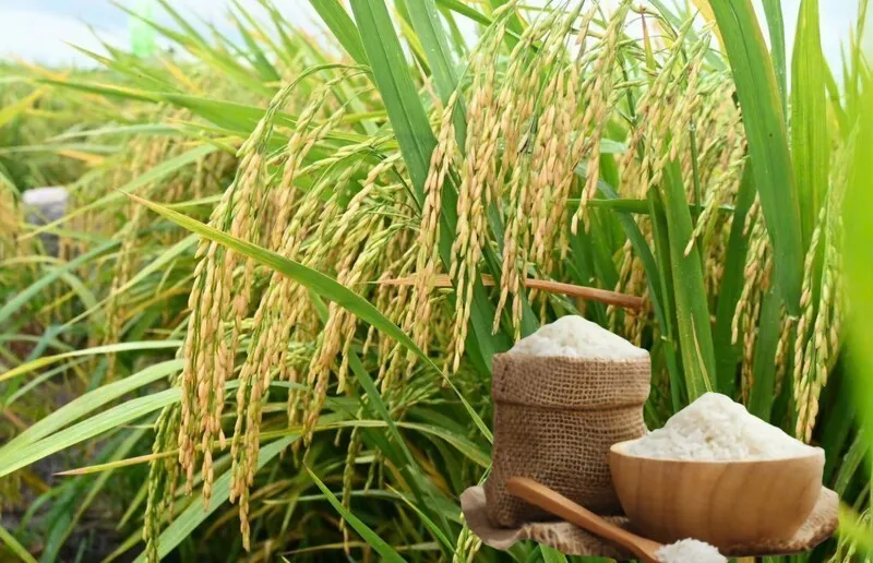 Giá nông sản hôm nay 26/8: Cà phê tăng mạnh, áp sát 100.000 đồng/kg; tiêu và lúa gạo trầm lắng