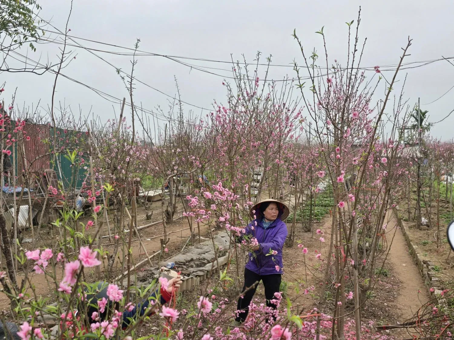 Quy hoạch sông Hồng: Hình thành không gian đô thị 11.400 ha, dân số dự kiến 1,2 triệu người