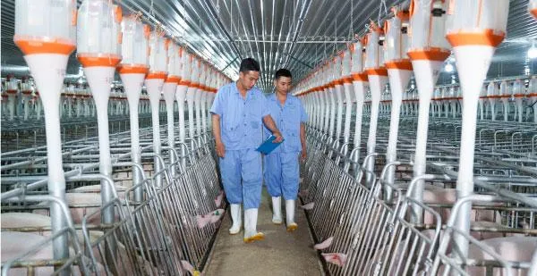 BAF Việt Nam chốt ngày phát hành hơn 60 triệu cổ phiếu để trả cổ tức và tăng vốn
