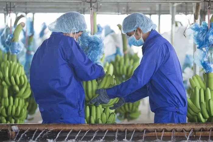 HAGL Agrico sáp nhập 3 công ty con tại Lào nhằm 'mở đường' cho siêu dự án nông nghiệp 750 triệu USD