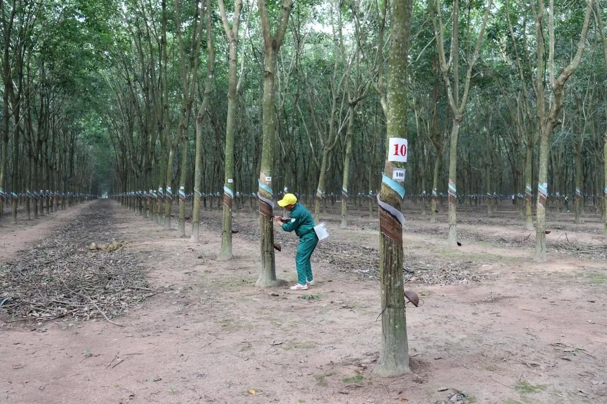 Cao su Phước Hòa được duyệt niêm yết thêm hơn 108 triệu cổ phiếu